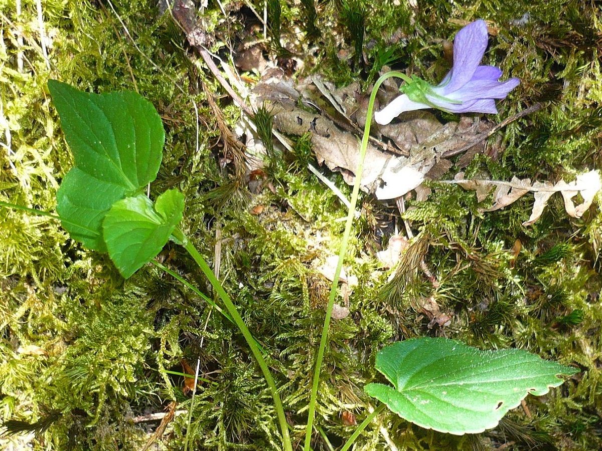 Viola riviniana (Violaceae)